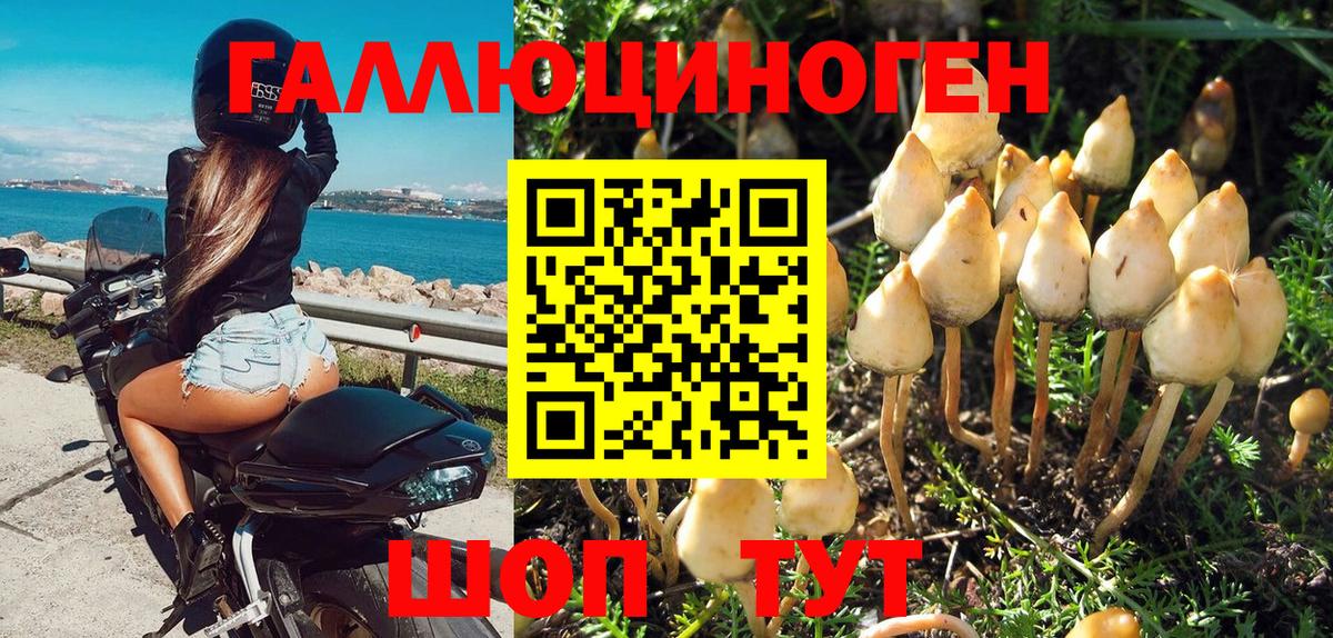 Галлюциногенные грибы Psilocybine cubensis Брянск